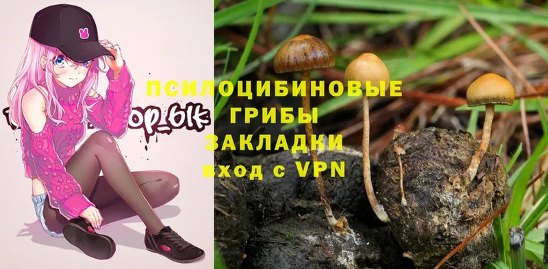 Галлюциногенные грибы Psilocybine cubensis  Жуковский 